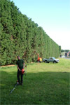 Chubb Tree Care : Crown Reduction Job Done